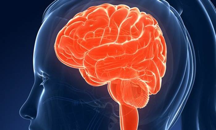 Cerveau-et-mémoire1